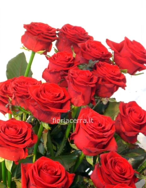 Rose rosse a stelo lungo extra